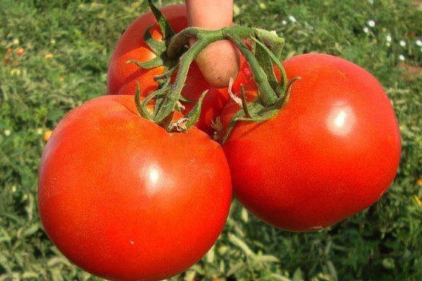 Томат оля f1: описание, фото, отзывы о сорте помидоров