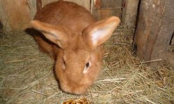 Чем нельзя кормить кроликов в домашних условиях а что можно давать