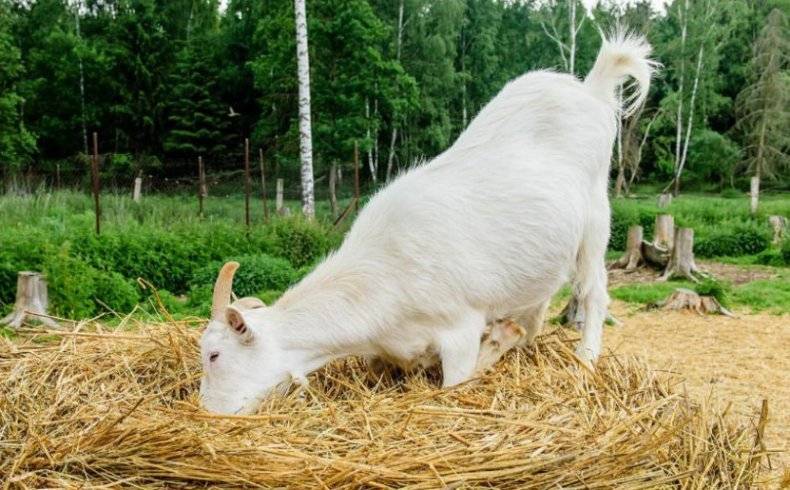 Как определить беременность у козы в домашних условиях