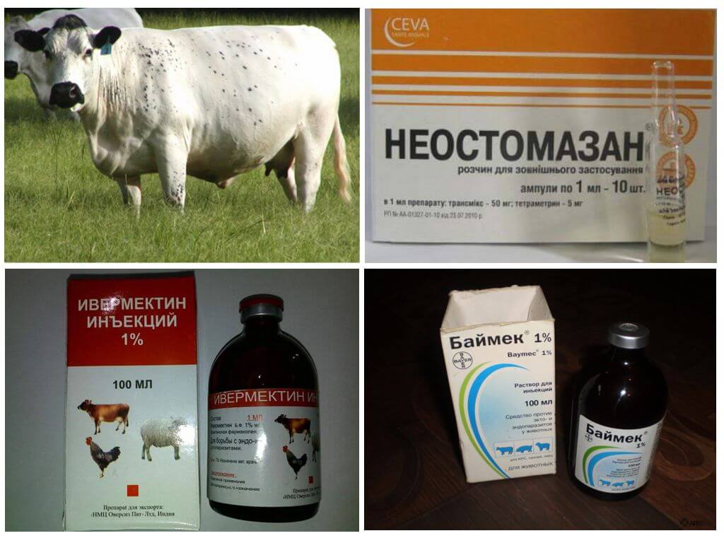 Болезни коз: диагностика, описание, разновидности, способы, методы лечения и профилактика распространенных заболеваний (90 фото)