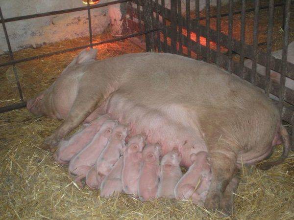 Чем кормить свиней для быстрого роста в домашних условиях