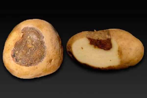 Болезни картофеля — описание и методы лечения