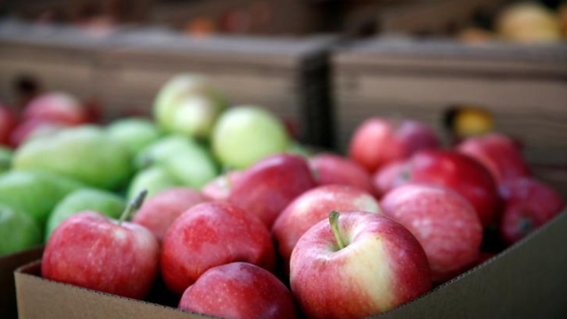 Хранение яблок в домашних условиях на зиму