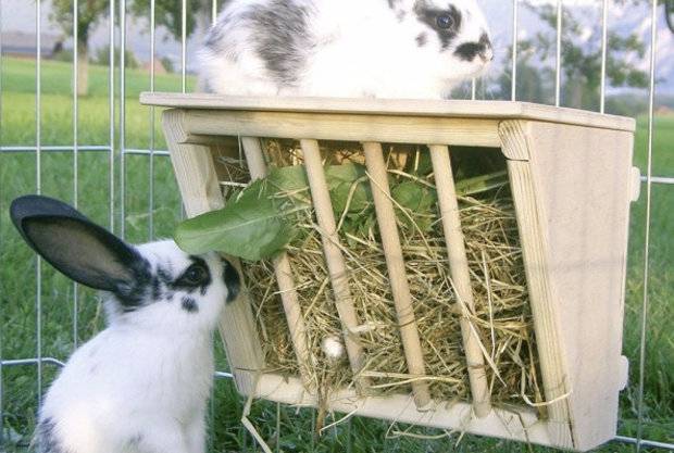 Изготовление кормушки для кроликов своими руками, и какими должны быть самодельные кормушки