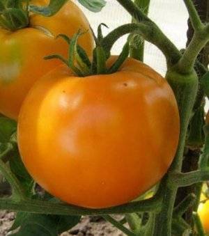 Томат хурма: выращивание помидор, описание и характеристика сорта