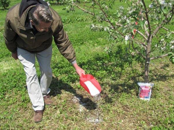Яблоневый сад: как правильно распланировать посадки