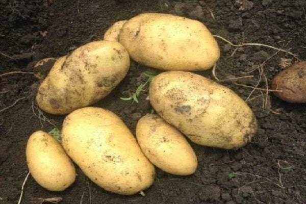 Описание сорта картофеля наташа, его характеристика и урожайность