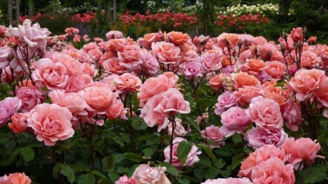 Розы пионовидные – красoты невиданные!