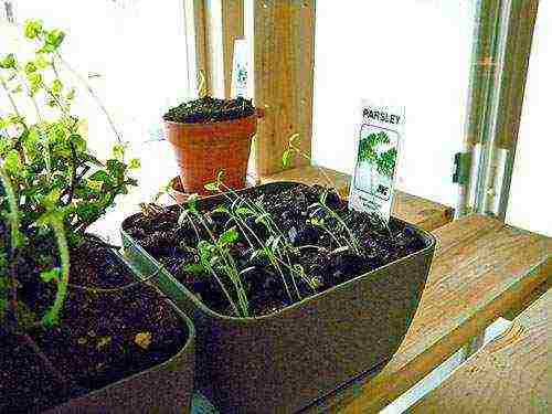 Секрет выращивания петрушки на подоконнике в квартире зимой
