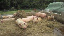 Выращивание свиней в домашних условиях, как бизнес