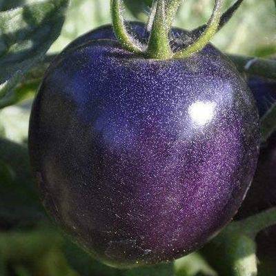 Томат индиго роуз: описание сорта, выращивание, отзывы