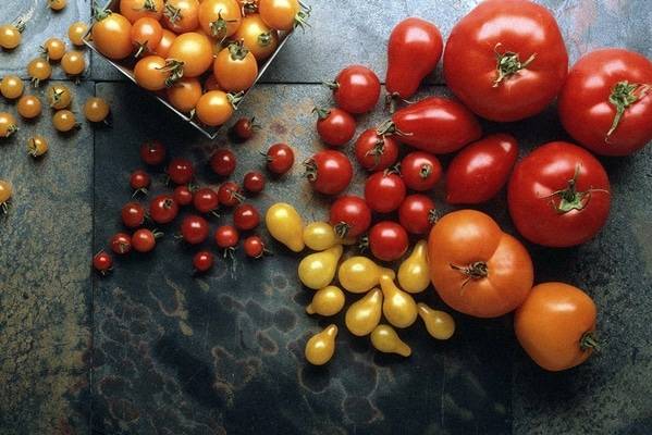 Лучшие томаты для ростовской области