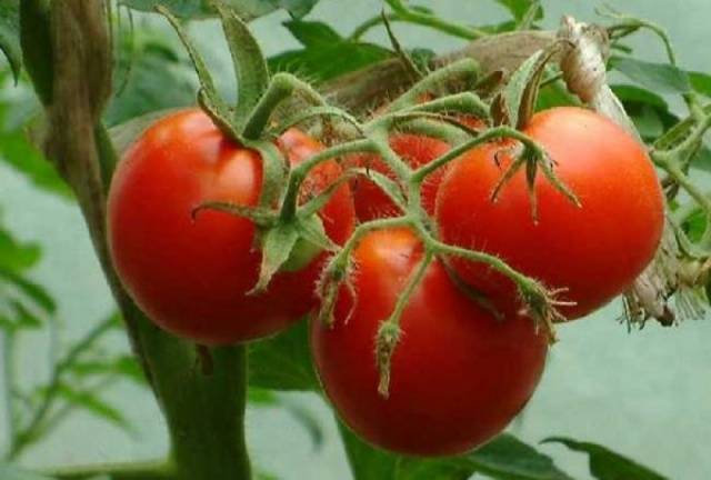 Фото, отзывы, описание, характеристика, урожайность гибрида томата «благовест f1»