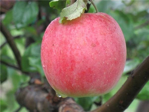 Характеристика яблони солнышко