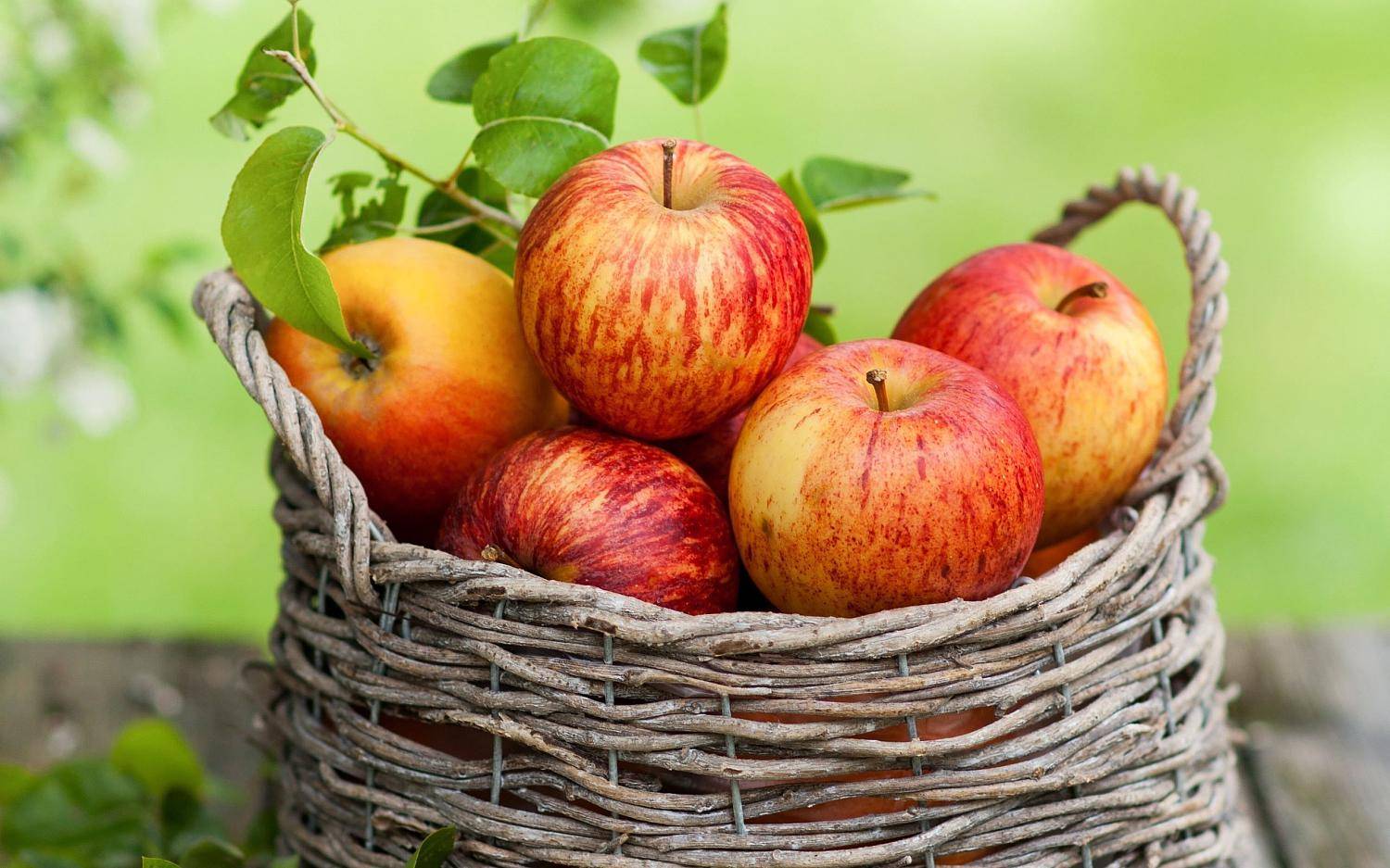 Сорт яблони солнышко — о пользе, красоте и лёгком уходе