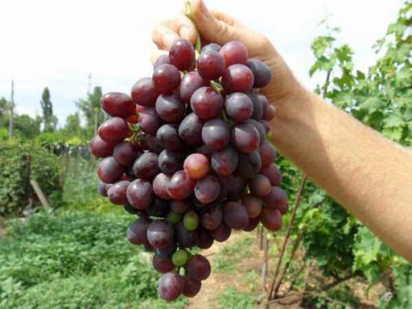 «краса никополя» неприхотливый сорт винограда