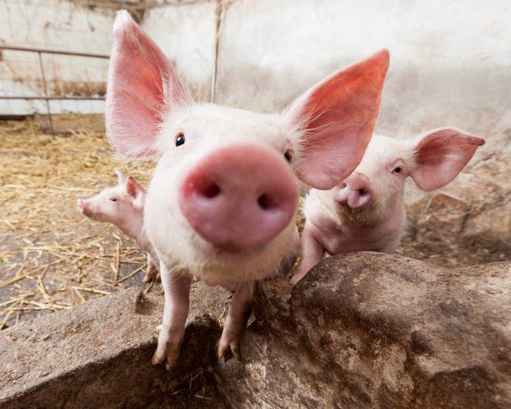 Стимуляторы роста для свиней: виды, рейтинг производителей и правила выбора