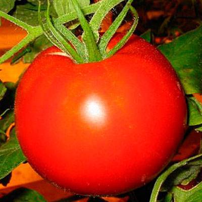 Раннеспелый томат «самара»: описание сорта и фото