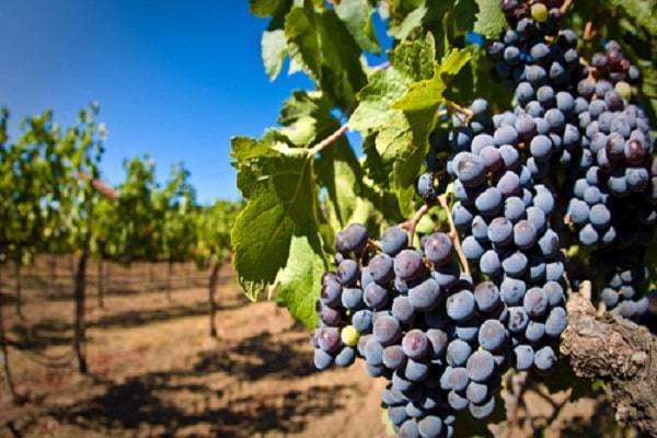 Виноград в первый год выращивания – советы по правильной посадке и уходу