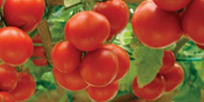 Лучшие сорта томатов для краснодарского края в открытый грунт