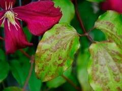 У клематиса желтеют листья: причины и лечение