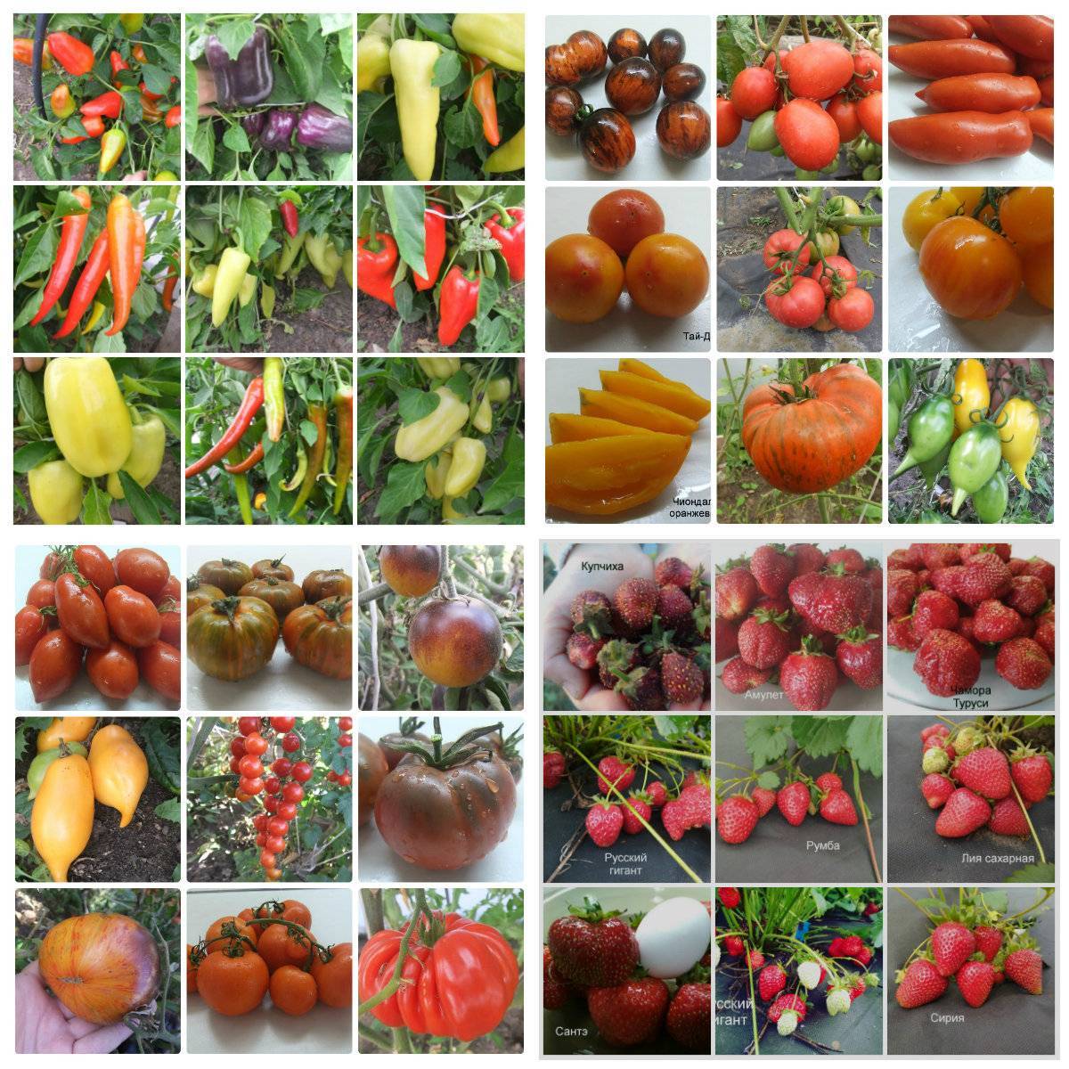 Какие сорта томатов предлагают коллекционеры на 2020 год: наименования и описания