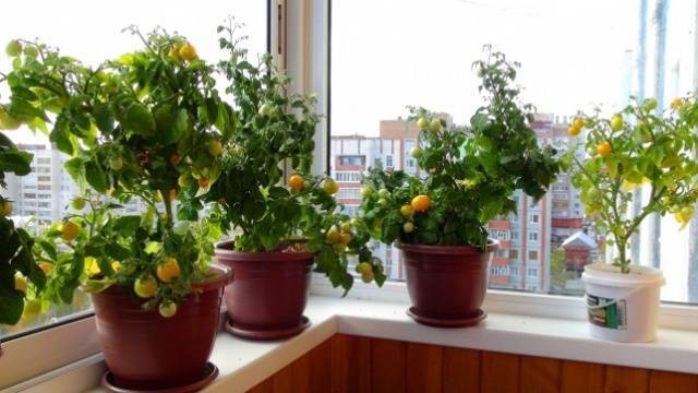 Уход и выращивание в домашних условиях помидоров сорта балконное чудо