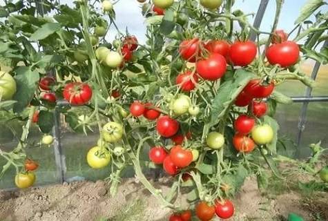 Капризный гигант с высокой урожайностью — гибридный сорт томата «торнадо»