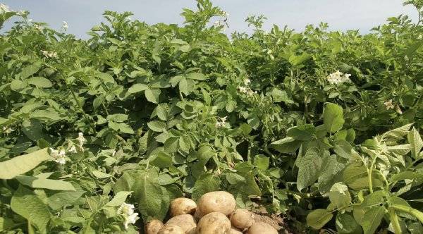 Отечественный сорт картофеля «аврора» для получения богатого вкусного урожая