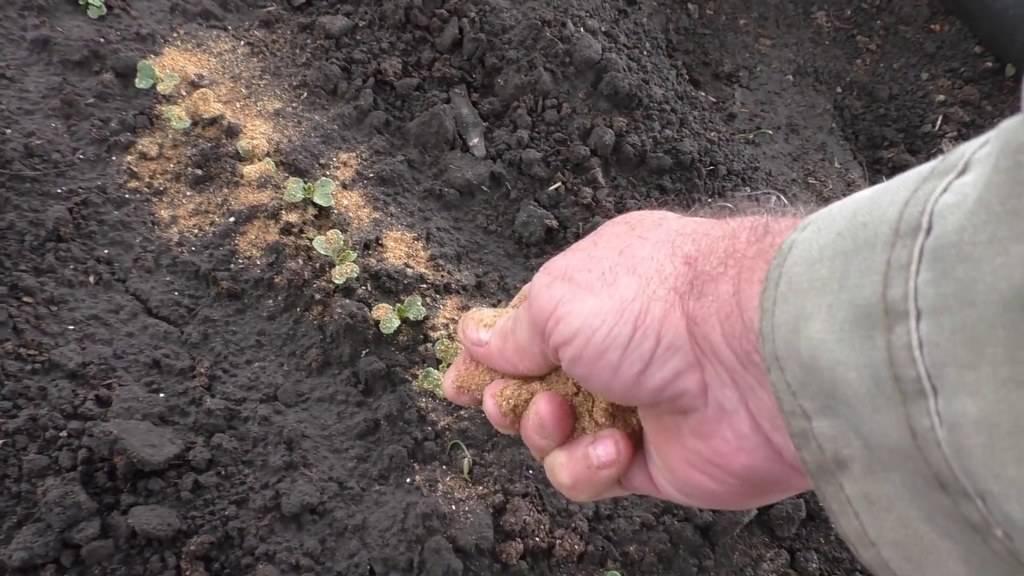Табачная пыль: как её использовать в саду и огороде