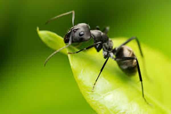 Что делать, если муравьи едят капусту, как избавиться от них