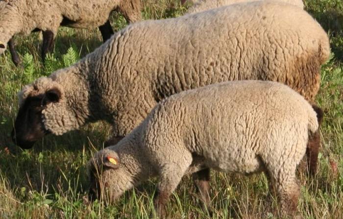 Курдючные овцы и бараны: преимущества и недостатки, правила содержания, популярные породы