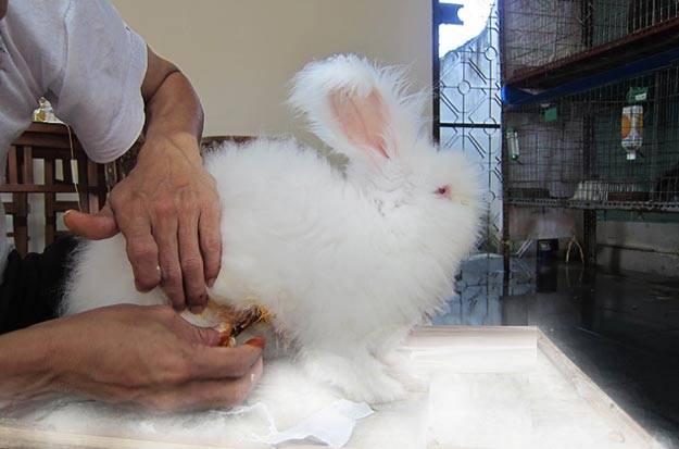 Пододерматит у кроликов (натоптыши) - причины и лечение
