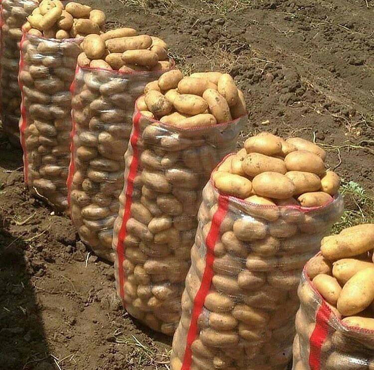Сколько раз нужно поливать картошку