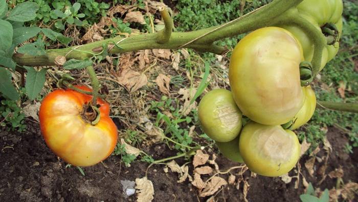 Болезни и вредители томатов: в теплице, открытом грунте