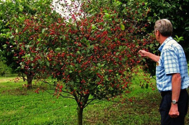 Топ-5 самых опасных болезней вишни и сливы