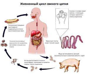 Цистицеркоз свиней: описание и симптомы финноза, методы лечения