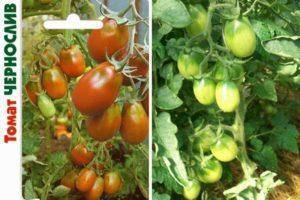 Характеристика и описание сорта томата Тамина, его урожайность