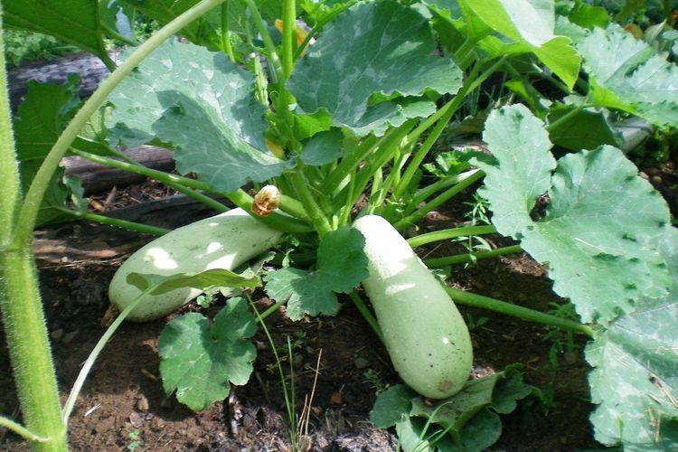 Кабачок «кавили» — урожая в изобилии