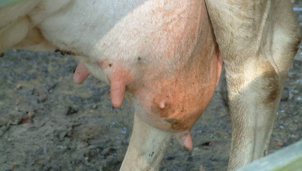 Болезни после отела у коров: симптомы и лечение