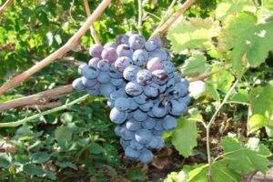 Саперави северный — один из традиционных тёмных сортов винограда для вина