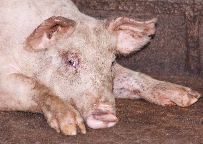 Свиньи падают на задние ноги – причины заболевания и возможности спасения