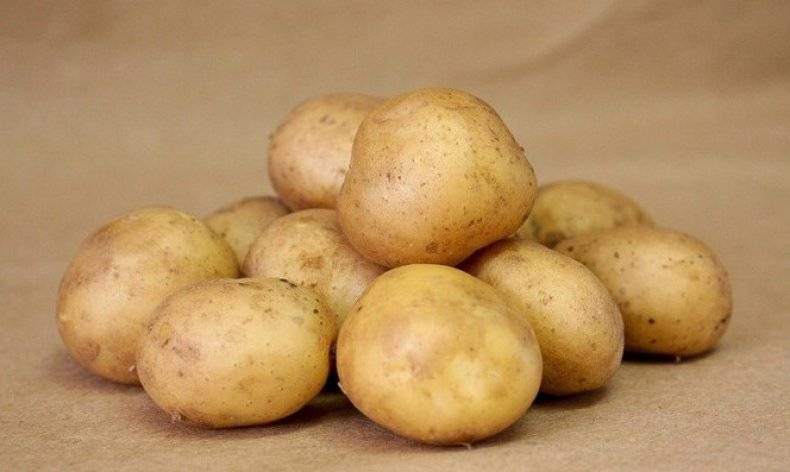 Картофель сорта зекура: описание, особенности ухода, отзывы