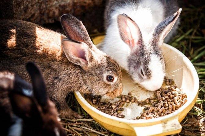 Можно ли кроликам давать свёклу (красную, кормовую, сахарную)