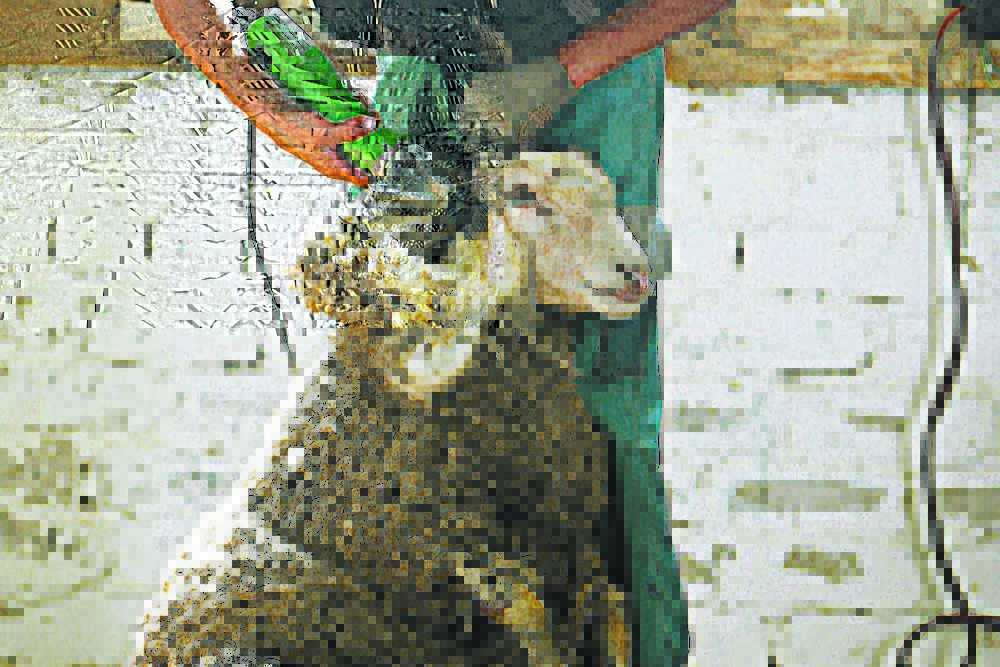 Страны-лидеры по овцеводству и где развита эта отрасль, где больше поголовье