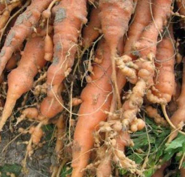Как бороться с тлей на моркови  и чем можно обработать, основные методы борьбы