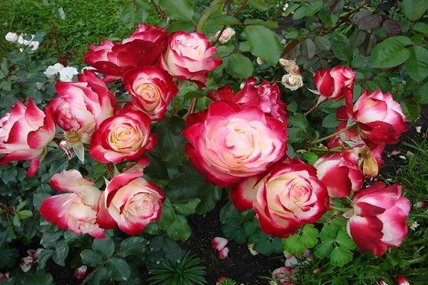 Парковые розы: сорта и правила ухода