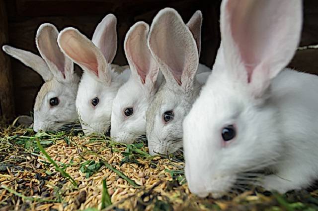 Комбикорм для кроликов: состав, разновидности и отзывы. состав полнорационного комбикорма для кроликов в домашних условиях