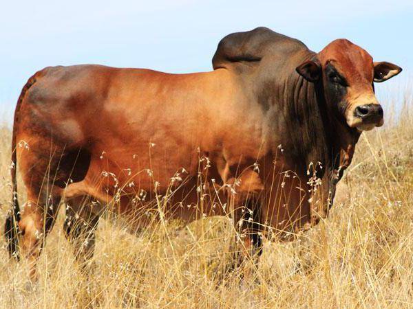 Рацион кормления и условия содержания быков-производителей