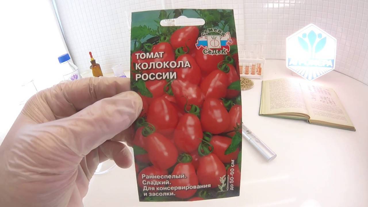 Сорт помидор колокола россии